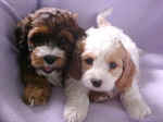 Morgan on the left and Abbey on the right as pups