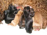 A closeup of the first 7 puppies